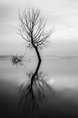 Fototapeta na wymiar Long exposure view of a tree reflecting on a lake, with perfectly still water and soft sunset tones