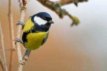 Naklejka premium Kohlmeise im Garten