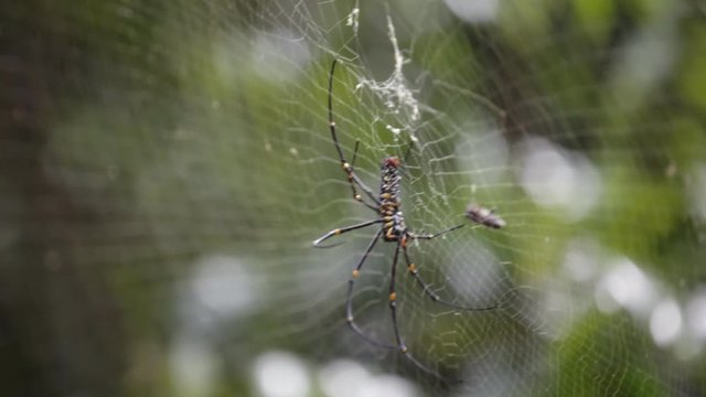 spider on cobweb with beautiful bokeh background