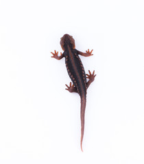 Salamander (Himalayan Newt) on white background and Living On the high mountains at doiinthanon national park,Thailand
