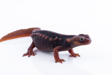 Salamander (Himalayan Newt) on white background and Living On the high mountains at doiinthanon...