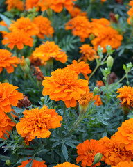 Bright orange tagetes flowers close up, blooming marigold in summer, beautiful garden plant with fragrant flowers