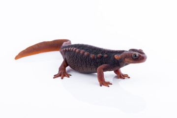 Salamander (Himalayan Newt) on white background and Living On the high mountains at doiinthanon national park,Thailand
