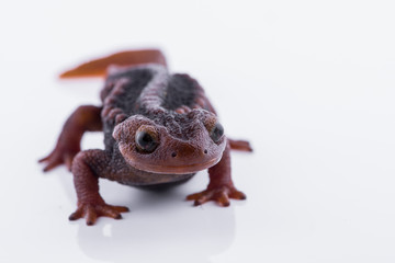 Salamander (Himalayan Newt) on white background and Living On the high mountains at doiinthanon national park,Thailand