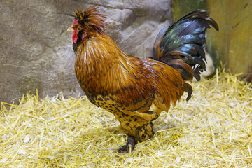 Домашние куры. Петух.