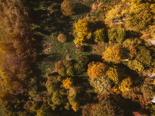 Aerial view of autumn park trees