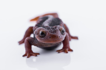Salamander (Himalayan Newt) on white background and Living On the high mountains at doiinthanon national park,Thailand