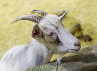 Коза домашняя