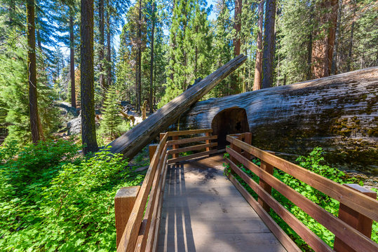 Giant sequoia forest - the largest trees on Earth in Sequoia National Park, California, USA