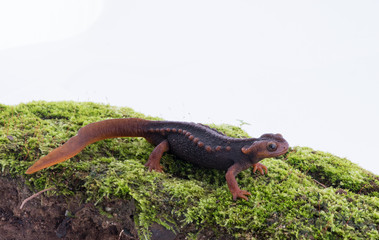 Fototapeta premium Salamander (Himalayan Newt) on white background and Living On the high mountains at doiinthanon national park,Thailand