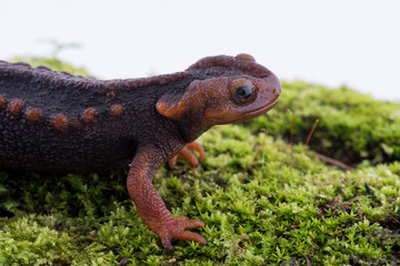 Salamander (Himalayan Newt) on white background and Living On the high mountains at doiinthanon national park,Thailand