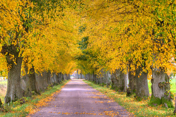 Countryside road among the trees in autumn. Masuria, Poland. HDR image.