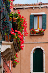 Fototapeta na wymiar red flowers in Venice