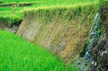 Irrigation of rice terrace