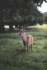 Majestic Deer