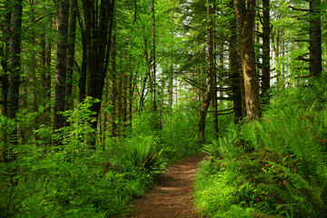 Fototapeta na wymiar a picture of an Pacific Northwest forest trail