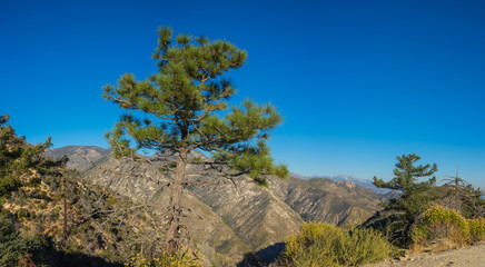 Trunk of pine tree stands above the ridgeline in the mountains of southern California's National Forest.