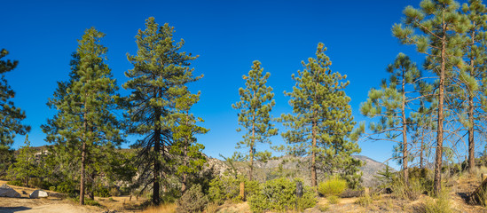 Obraz premium Panoramic line of pine trees grow along a ridgeline in San Gabriel Mountains of southern California's Los Angeles County.