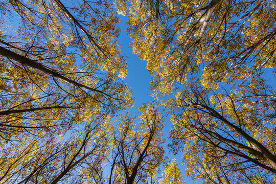 Vista vertical de bosque de chopos en otoño y cielo azul. Populus canadensis.
