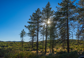 Line of pine trees in front of the sun form a silhouette.