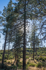 Tall pine tree silhouetted against the afternoon sun of southern California.