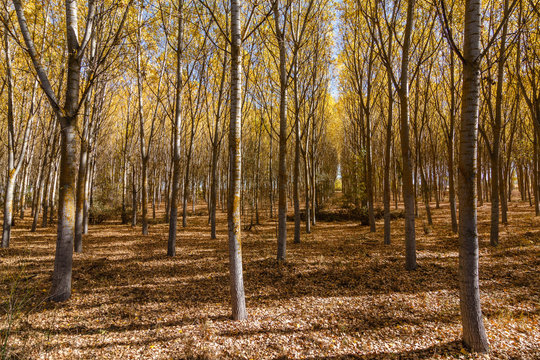 Populus canadensis. Bosque de chopos en otoño.
