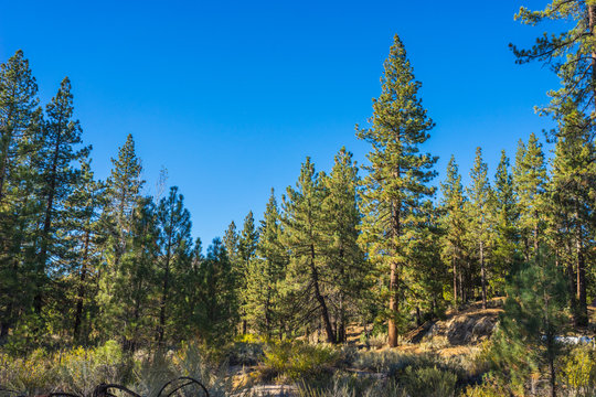 Forest of pine trees in the San Gabriel mountains of southern California's Angeles National Forest.