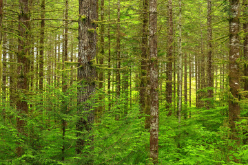 a picture of an Pacific Northwest forest with Douglas fir trees