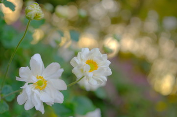 森の中で咲く秋明菊
