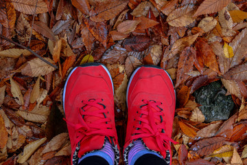 Women feet in red sport shoes standing on yellow and brown falling leaves in autumn park.Autumn season in Tokyo,Japan,Top view photo.