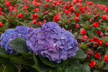 Beautiful purple Hydrangea or hortensia.