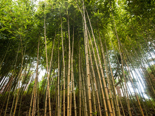Bamboo grass type Chusquea culeou tall green shoots