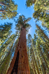 General Sherman Tree - the largest tree on Earth, Giant Sequoia Trees in Sequoia National Park, California, USA