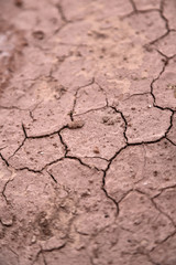in the desert the dry ground