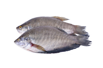 fresh gourami fish whole round on white background