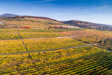 aerial view of vineyard