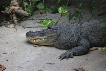 Krokodil 