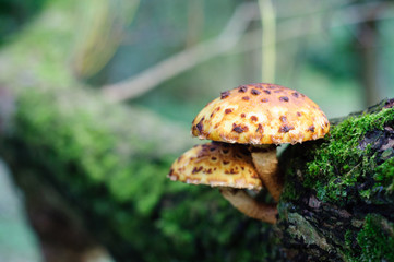 Yellow and brown spotted mushroom on a moss covered tree trunk