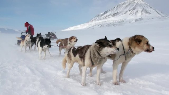 Man on dog sled team husky Eskimo on white snowy road of North Pole in Arctic. Way from airport Longyear to Pyramid on Spitsbergen on background of glacier mountains of Svalbard in Norway.