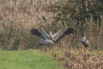 Kraniche auf der wiese