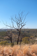 Gnarled tree on edge of Porcupine Gorge in rural Queensland