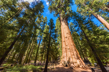 General Sherman Tree - the largest tree on Earth, Giant Sequoia Trees in Sequoia National Park,...
