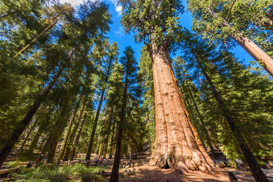 General Sherman Tree - the largest tree on Earth, Giant Sequoia Trees in Sequoia National Park, California, USA