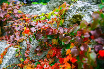 Autumn ivy leafs on grey rocks