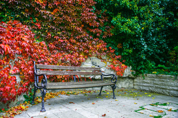 Empty bench in autumn park among fallen leaves