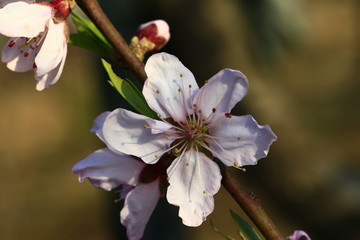 Peach blossom