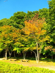 黄葉の公園風景