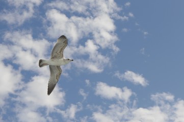 flying seagull above vessel 