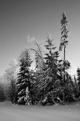 Snow covered spruce trees.