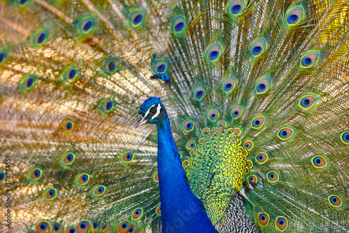 Peacock With Colorful Spread Feathers Animal Background